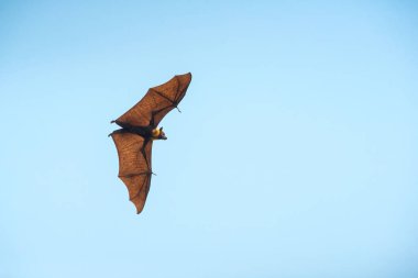 Mavi gökyüzü arka planında yarasa uçuşu (Lyle 'ın uçan tilkisi)