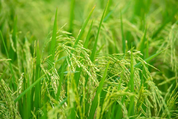 Closeup Green Rice Fields Rainy Season — Stock Photo, Image
