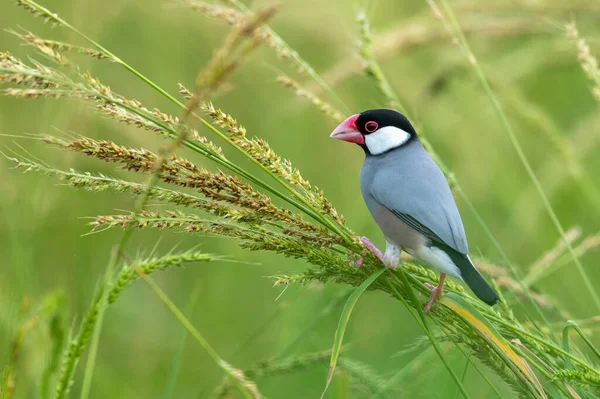 Çimenlerin üzerinde tünemiş Java serçesi