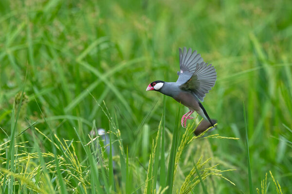 Java sparrow flying on green rice fields