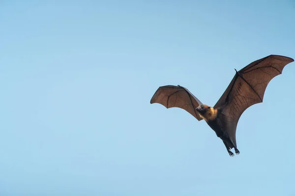 Bat flying on blue sky background ( Lyle\'s flying fox)