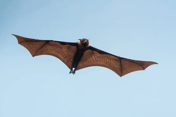 Bat flying on blue sky background (Lyle\'s flying fox)