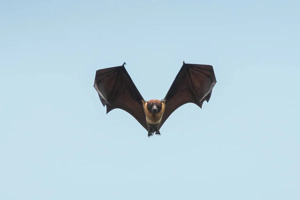 Bat flying on blue sky background (Lyle\'s flying fox)