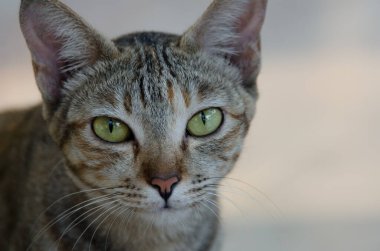 Bir kedinin portresi