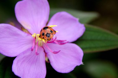 Uğur böceği çiçek yaprağı.