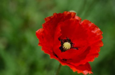 Baharda kırmızı haşhaş çiçeği.