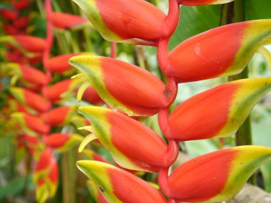Botanik bahçelerinde bir Heliconia.