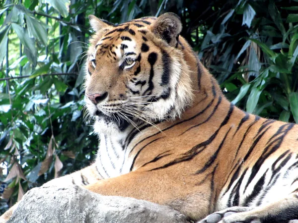 Tigre Sentado Rocha Zoológico — Fotografia de Stock