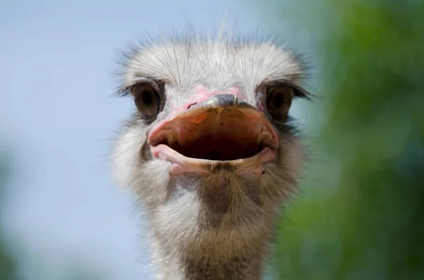 Portrait Ostrich — Stock Photo, Image