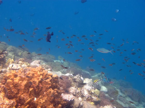 Coral reef with fish.