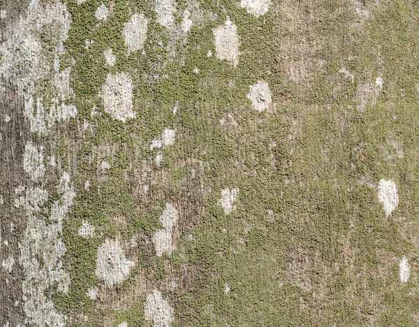 Крупный План Живой Текстуры Ствола Дерева — стоковое фото