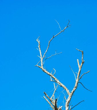 Kurumuş ağaç gövdesi mavi gökyüzünde tek başına duruyor..
