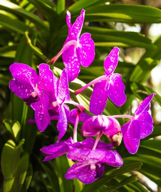 Taze Dendrobium orkide çiçeğinden yapılmış güzel mor yapraklı ve beyaz noktalı, yerel Tayland tropik orkide bahçesinde çiçek açan, yakın çekim.