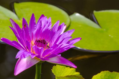 Güzelim mor, sarı yapraklı, sulu çiçekli, gölette açan, yakından çekilen..