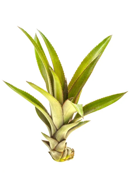 Fresh Pineapple Bud Closeup Shot White Isolated — Stock Photo, Image