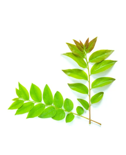 Νωπά Πράσινα Φύλλα Φραγκοστάφυλλου Λευκό Απομονωμένο — Φωτογραφία Αρχείου