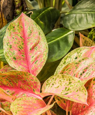 Güzelliğin yakın plan görüntüsü taze Çin daimi yeşili ya da Aglaonema Tayland yerel tarım pazarında satılmak üzere tropikal bitki evinde ayrılıyor.
