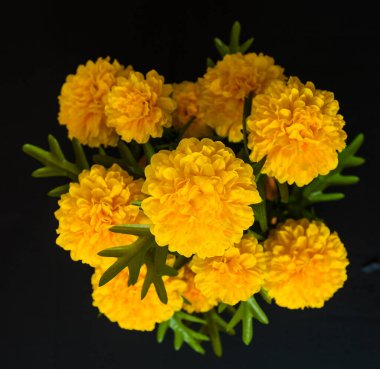 Sarı kadife çiçeğinin yakın plan çekimi. Siyah arka planda..