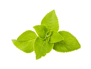 Ülke genelinde taze tomurcuk veya nane yaprağı, beyaz izole edilmiş beyaz üzerine yakın plan çekim.