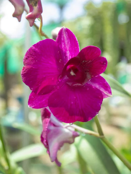 Close Shot Van Schoonheid Verse Dendrobium Orchidee Bloem Met Violette — Stockfoto