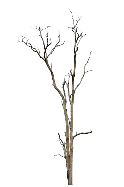 Dead Tree Whtie Isolate Background — Stock Photo, Image