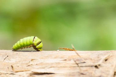 Ormandaki ağaçta bir katepillar