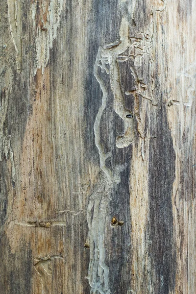 Textura Hnědém Ošlehaném Dřevě — Stock fotografie