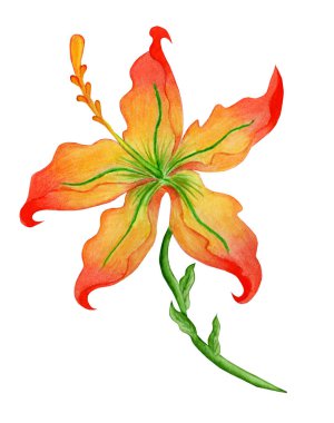 Kırmızı çiçek suluboya çizimi. Beyaz bir arka planda izole edilmiş. Kızıl çiçek peri masalı el yapımı. Çocuk çizimi.