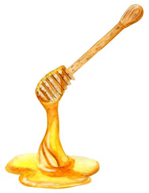 Tahta bir kaşık baldan damlayan bal. Amber tatlım. Bal kepçelemek için tahta kaşık. Beyaz arka plan. El yapımı suluboya resim.
