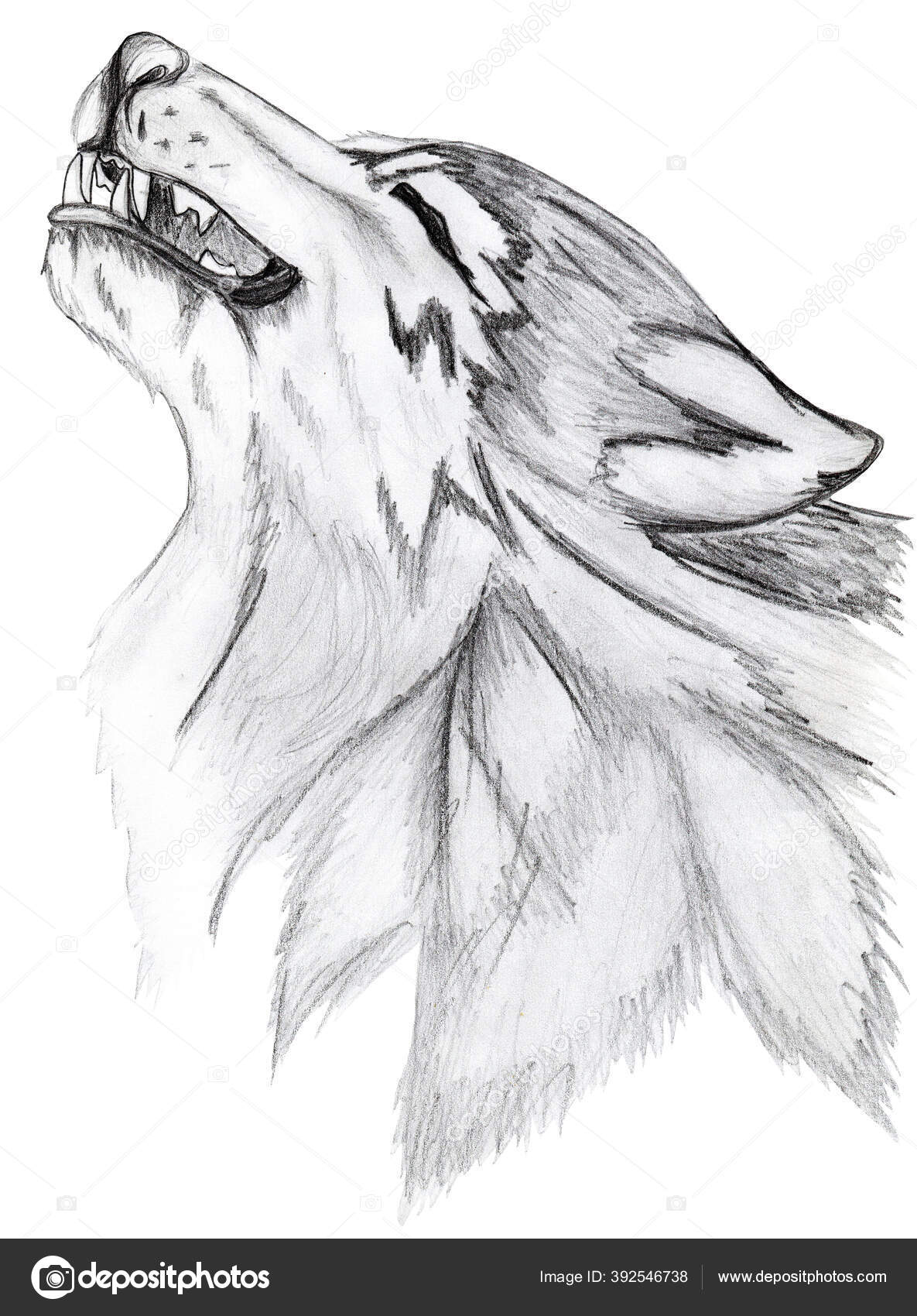 Loup Hurle Portrait Graphique Esquissé D'une Tête Loup Sur Fond —  Illustration de stock par ©andriyjad@gmail.com - 392546738, image size:1185x1700
