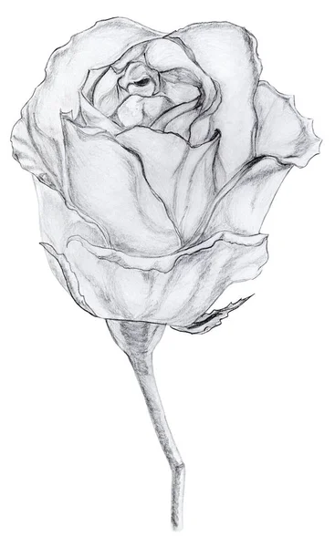 Ανθέων Ροζ Σκίτσο Που Απομονώνονται Λευκό Φόντο Γραφικό Τριαντάφυλλο Μονοχρωμία — Φωτογραφία Αρχείου