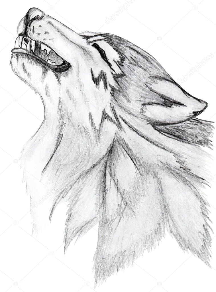 The wolf howls. Sketchy, graphic portrait of a wolf's head on a white background isolated. Vintage hand-drawn sketch.