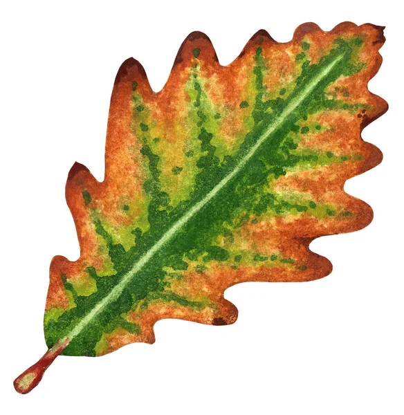 Осенний Дубовый Лист Имеет Зеленый Коричневый Бежевый Цвета Рисунок Руки — стоковое фото