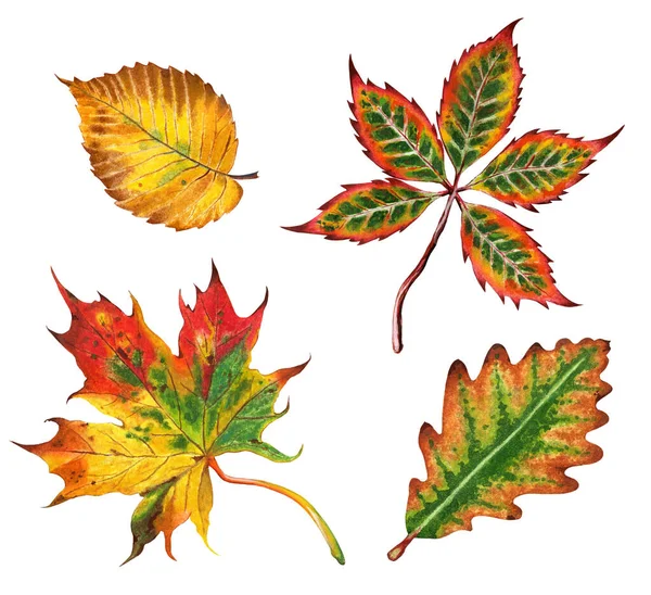 Set Herfstbladeren Eiken Esdoorns Iepen Kastanjes Herfst Illustratie Handgetekend Geïsoleerd — Stockfoto