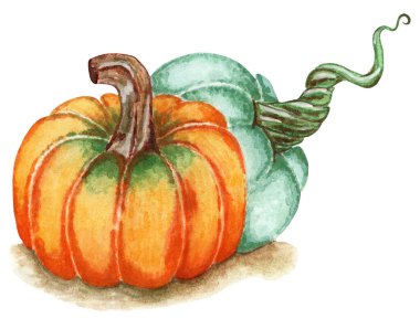 İki balkabağı, turuncu ve yeşil. Cadılar Bayramı ve Şükran Günü için resim. Beyaz arka planda izole edilmiş. Suluboya çizimi.