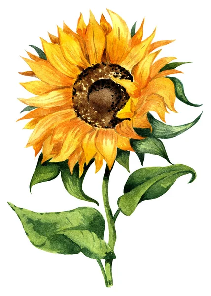 Well Done Sunflower Yellow Flower Watercolor Illustration Isolated White Background — Stock Photo, Image