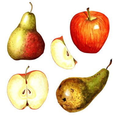 Bir çift elma, elma dilimleri, yeşil armut ve kırmızı kenarlı armut. Suluboya çizimi beyaz arkaplanda izole edildi. Elle çizilmiş..