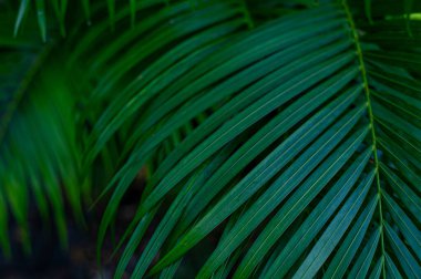 Güzel yeşil yaprak deseni, doğal arka plan ve duvar kağıdı.