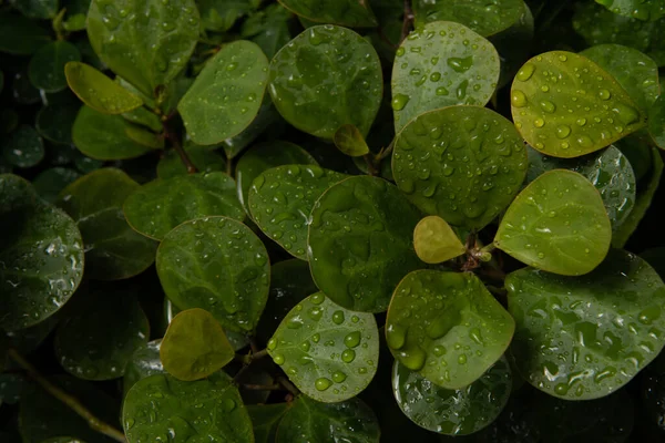 雨の後の緑の葉の密接な性質 — ストック写真
