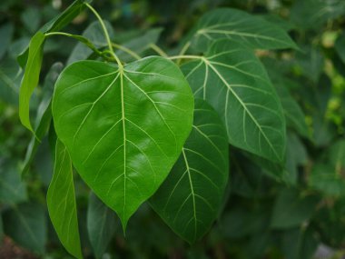 Ağaçtan yeni ayrılmış güzel yeşil bir izne yakın, doğa konsepti.