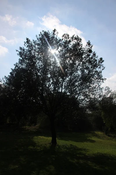 Silhouette Tree Park — Stock Photo, Image