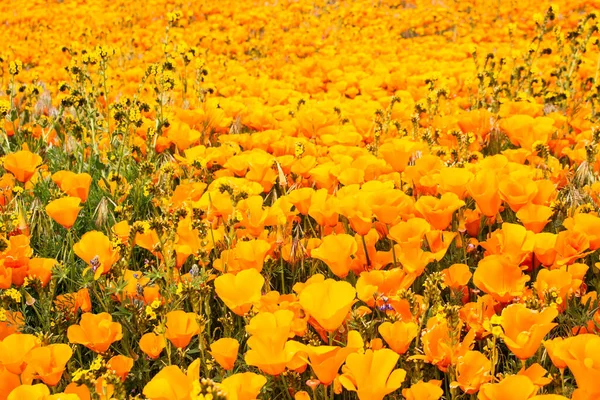 Antelope Valley California Poppy Reserve State Natural Reserve Super Bloom Royalty Free Stock Photos