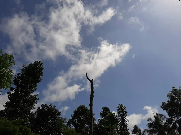 Dışarıdaki hastalıklı ağaçlar, ölü yaprakları olmayan bir ağacın altından, mavi gökyüzü arka planındaki yemyeşil ağaçların arasından görünüyor. İklim değişikliği, kuraklık, ölen doğa kavramları
