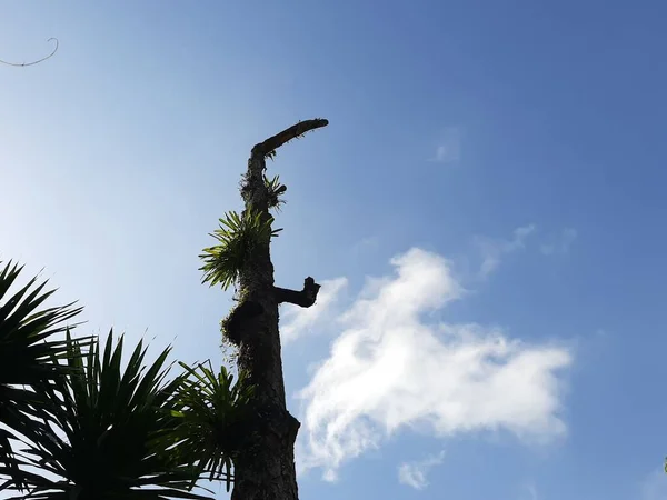 Dışarıdaki hastalıklı ağaçlar, ölü yaprakları olmayan bir ağacın altından, mavi gökyüzü arka planındaki yemyeşil ağaçların arasından görünüyor. İklim değişikliği, kuraklık, ölen doğa kavramları