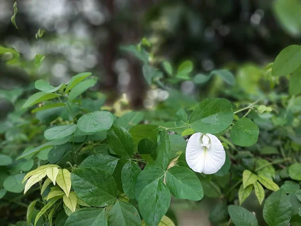 Bílá Clitoria Květy Zeleném Rozmazaném Pozadí — Stock fotografie