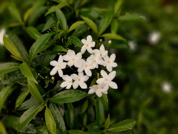 Gardenia Jasminoides Fleurs Sur Fond Vert Flou — Photo