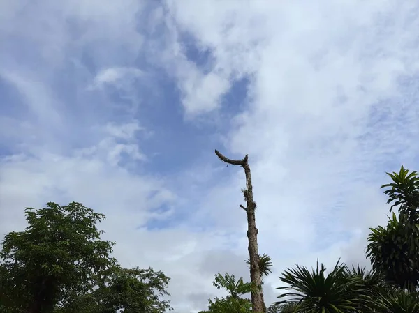 Ölü ağacın yanında, üzerinde beyaz bulutlar olan bir gökyüzü olan yeşil bir ağaç var..