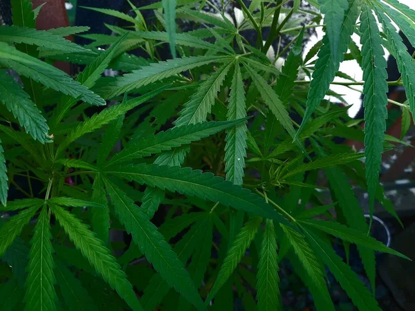 Marihuana bitkileri evin içinde yetişiyor.