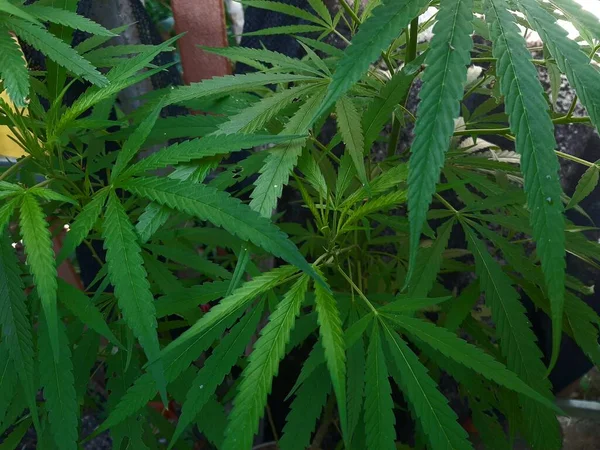 Marihuana bitkileri evin içinde yetişiyor.