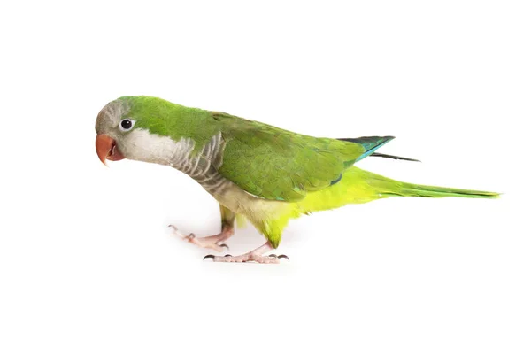Papoušek Kvaker Izolovaný Bílém Pozadí — Stock fotografie